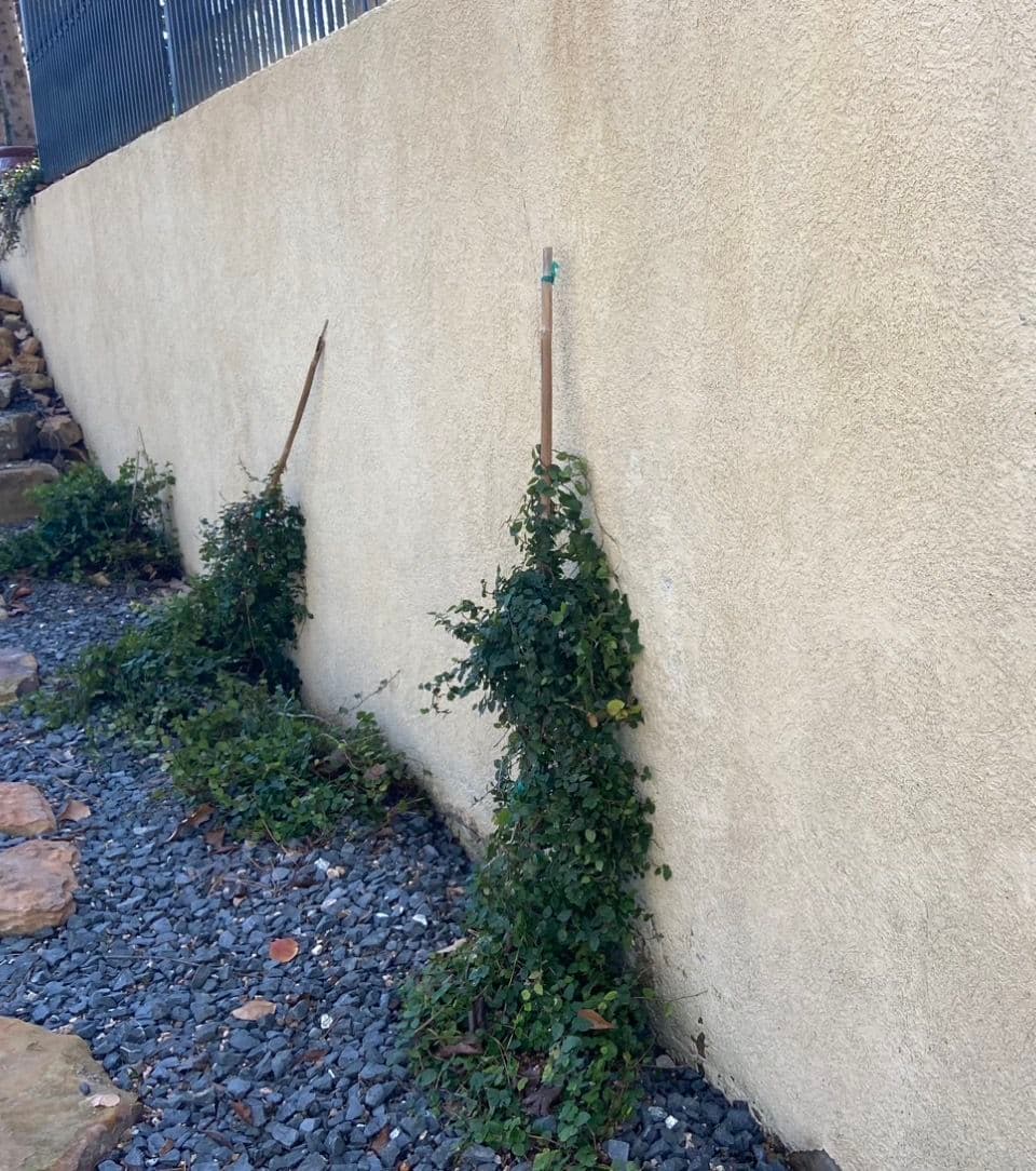 Gallery photos for Pressure Washing for a Perfect Stucco Wall: Image #1